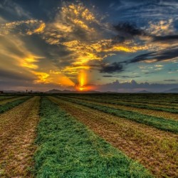 Hay Cropping